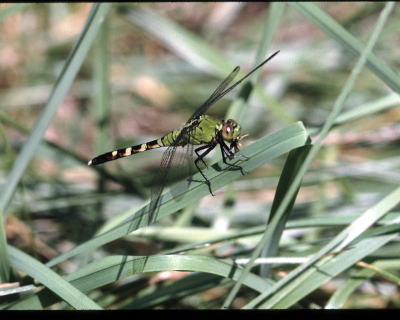 Erythemis_simplicicollis_11.jpg