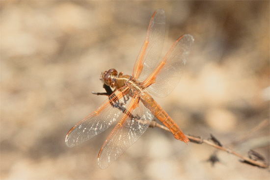 Flame_skimmer2.jpg