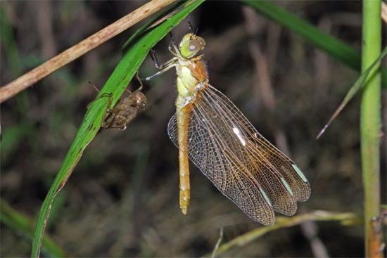 アカトンボ miyamaakane9.jpg