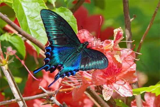 国産蝶標本】ミヤマカラスアゲハ♀/長崎県.対馬産/96mm ショップ
