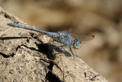 とんぼ様 ワンタッチトンボ シール付 | トンボ | 防水道具 | ハケ市 刷毛 通販